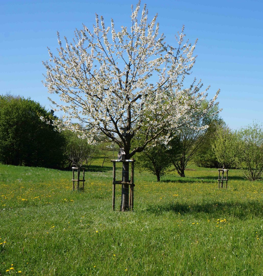 Dieser Apfelbaum kann auf unserer BUND-Streuobstwiese "gemietet" werden