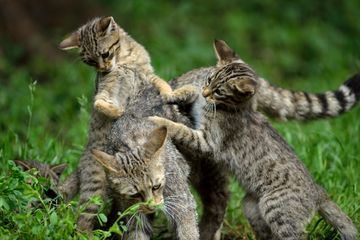 Spielende Wildkatzenfamlie